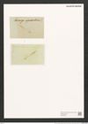 Schizonema myxacanthum Menegh. (de-Toni-Nr.: Genus 20, Species 1180) Zeichnungen Sammlung Grunow (NHMW-BOT-W0369399)